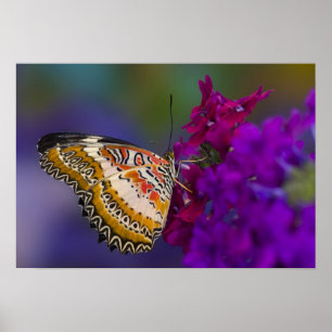 Affiche Papillon Tropical sur Fleurs Violettes