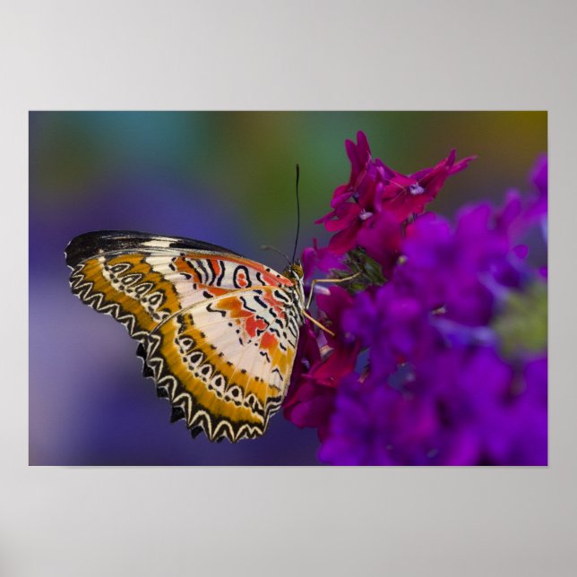 Affiche Papillon Tropical sur Fleurs Violettes (Devant)