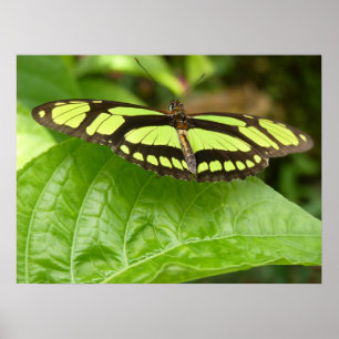 Affiche papillon vert