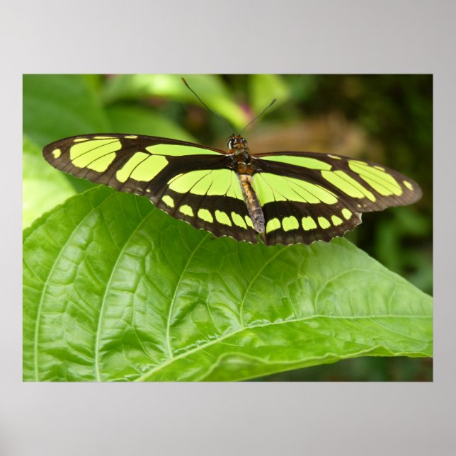 Affiche papillon vert (Devant)