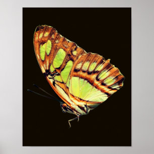 Affiche Papillon vert Malachite Posant gros plan