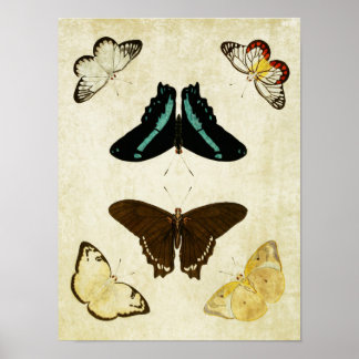 Affiche Papillon vintage 187