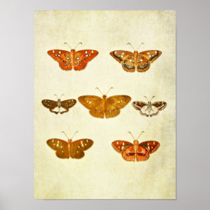 Affiche Papillon vintage 342