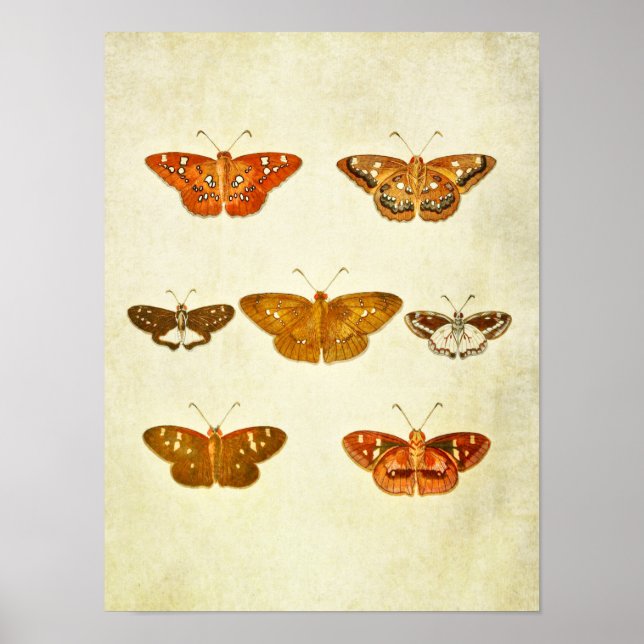 Affiche Papillon vintage 342 (Devant)