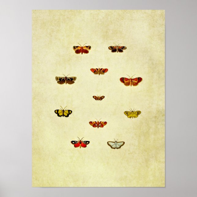 Affiche Papillon vintage 348 (Devant)