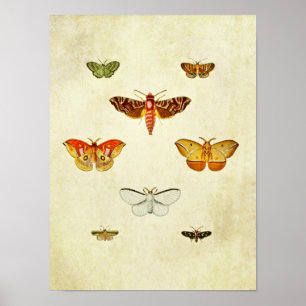 Affiche Papillon vintage 355