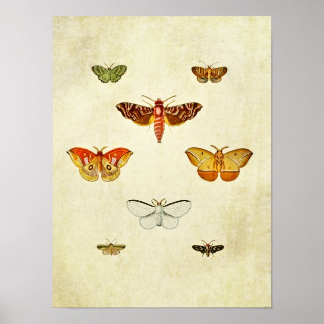 Affiche Papillon vintage 355 (Devant)