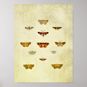 Affiche Papillon vintage 357