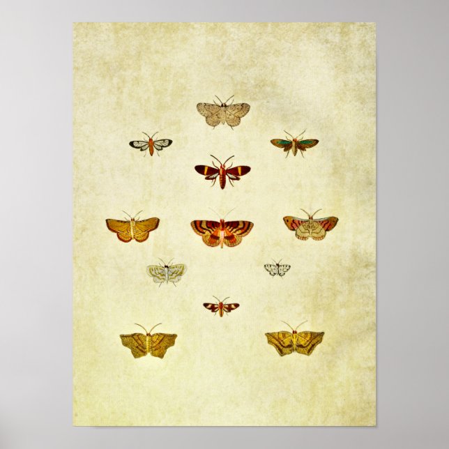 Affiche Papillon vintage 357 (Devant)