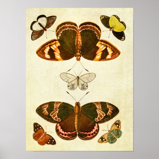 Affiche Papillon vintage 387 (Devant)