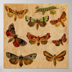 Affiche Papillon vintage & Caterpillar Antique
