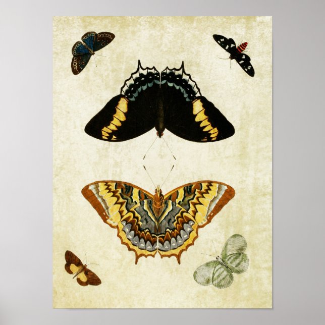 Affiche Papillon vintage imprimé 150 (Devant)
