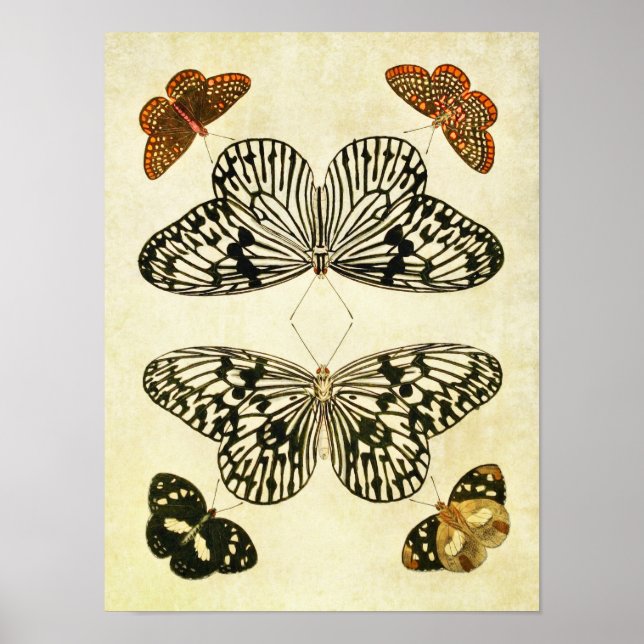 Affiche Papillon vintage imprimé 193 (Devant)