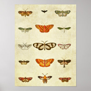 Affiche Papillon vintage imprimé 400