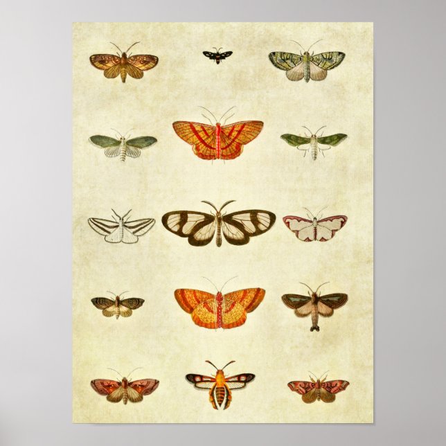 Affiche Papillon vintage imprimé 400 (Devant)