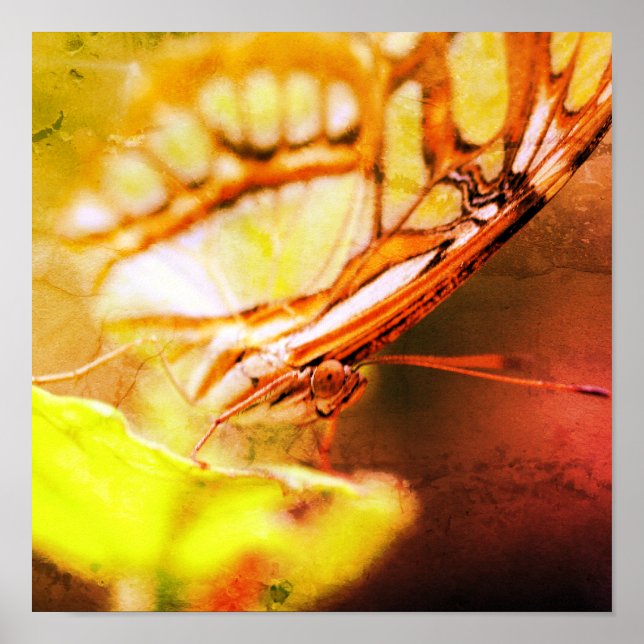 Affiche Papillon Visage Gros plan (Devant)