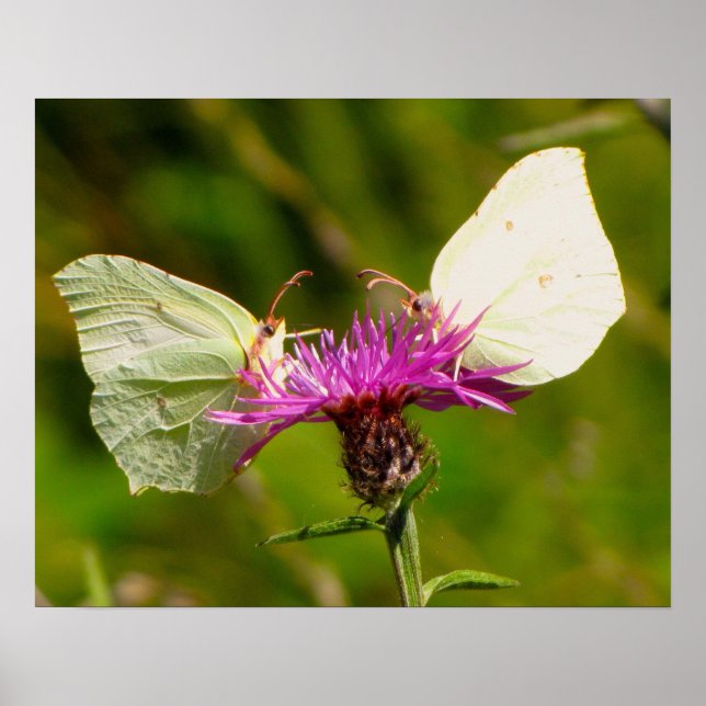 Affiche papillons (Devant)