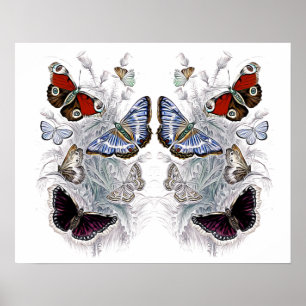 Affiche papillons