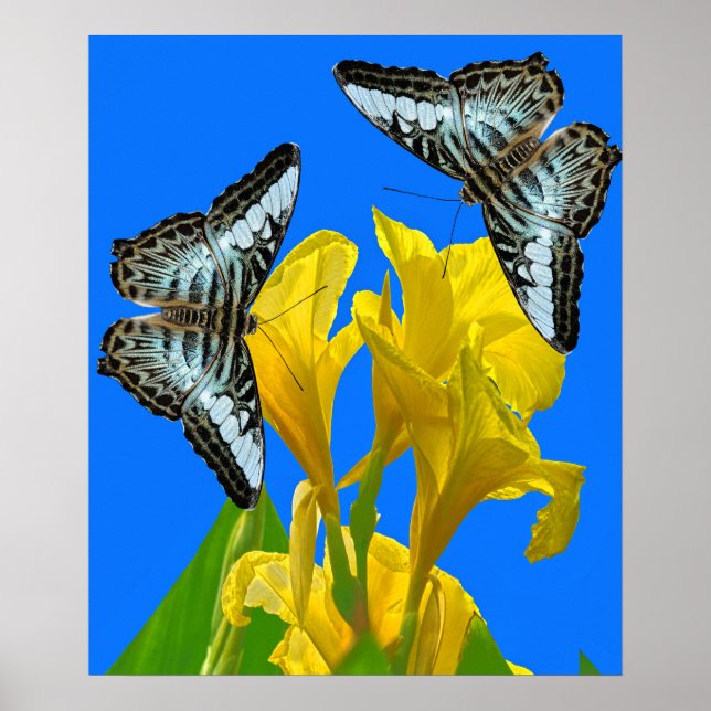 Affiche Papillons à clipper bleu malaisien sur Canna King (Devant)