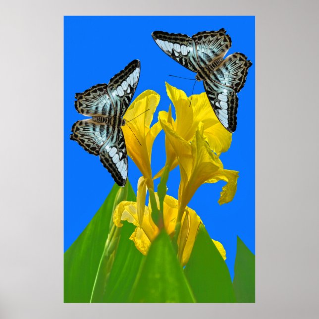 Affiche Papillons à clipper bleu malaisien sur l'affiche c (Devant)