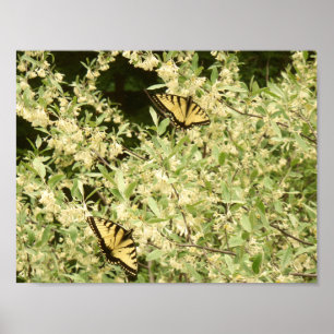 Affiche Papillons à queue épineuse sur arbuste à fleurs