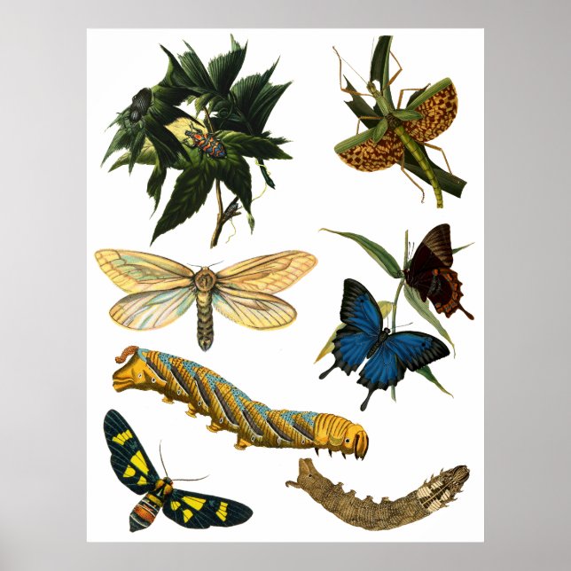 Affiche Papillons Beetle Bugs Insectes Collage Art (Devant)