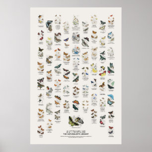 Affiche Papillons - Bibliothèque du naturaliste
