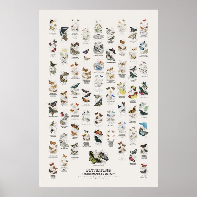 Affiche Papillons - Bibliothèque du naturaliste (Devant)