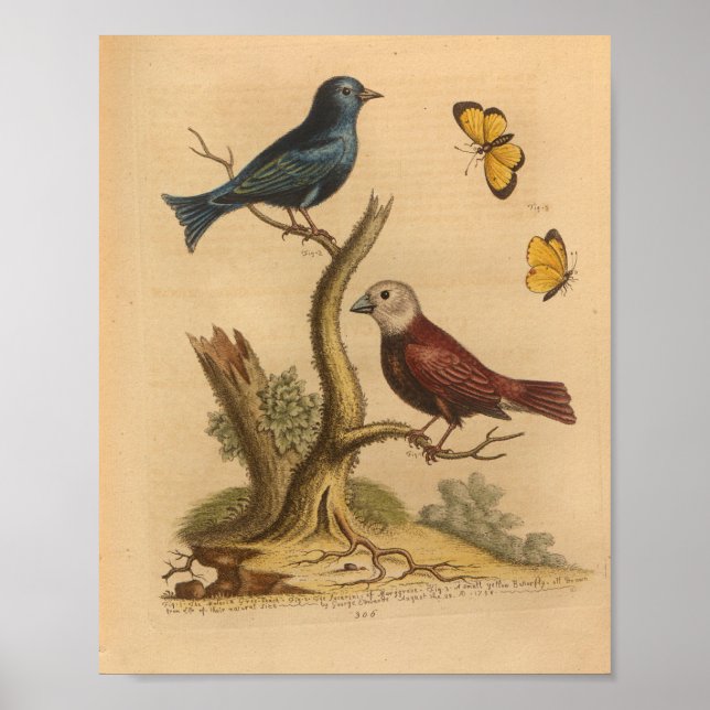 Affiche Papillons bleu vintage Bird Imprimer (Devant)