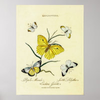 Papillons britanniques vintage Illustration floral