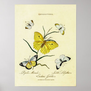 Affiche Papillons britanniques vintage Illustration floral