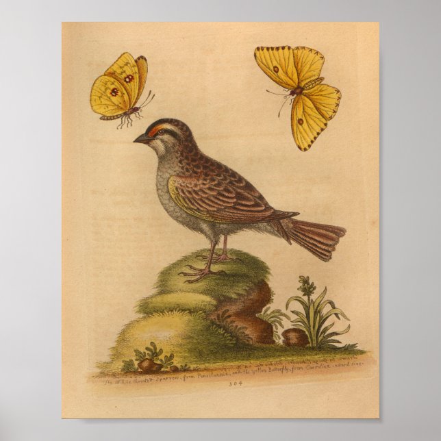 Affiche Papillons Brown vintages Bird Imprimer Jaune (Devant)