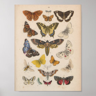 Affiche Papillons couleur Vintages Moths Imprimer