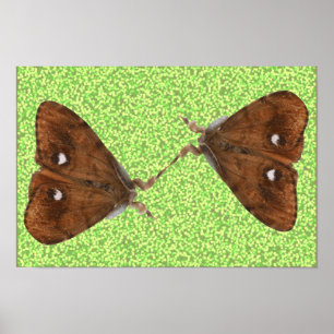 Affiche Papillons de combat