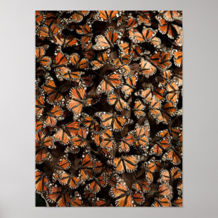 Affiche Papillons de monarque