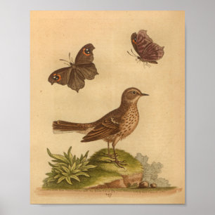Affiche Papillons d'impression Brown vintages Bird