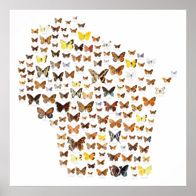 Affiche Papillons du Wisconsin (Devant)