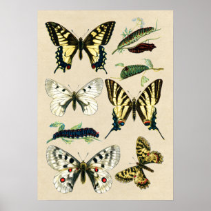Affiche Papillons et chenilles de machaon