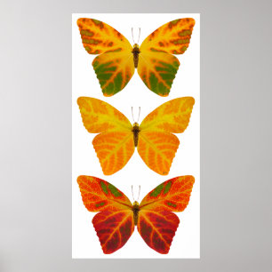 Affiche Papillons feuille Aspen