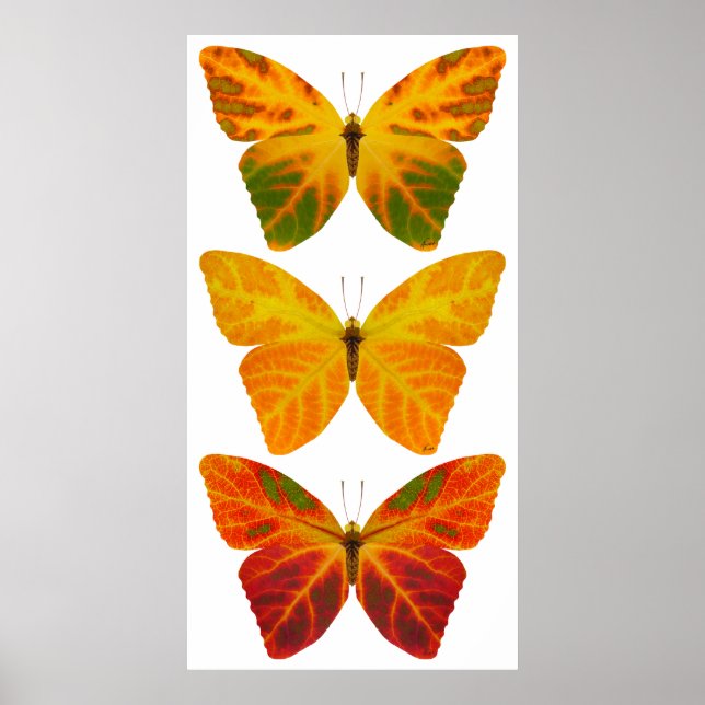 Affiche Papillons feuille Aspen (Devant)