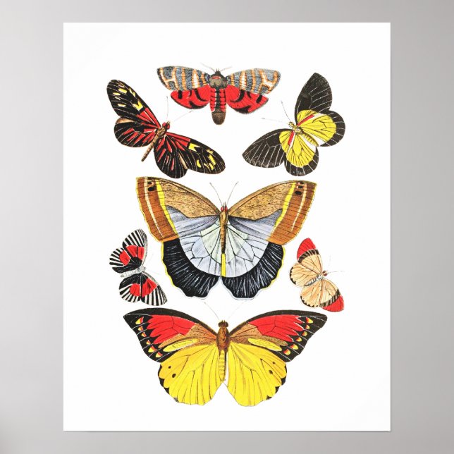 Affiche Papillons, Fond Transparent, (Devant)