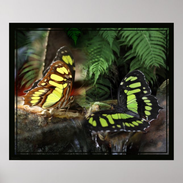 Affiche Papillons malachites 1 Imprimés -24x20 ou plus pet (Devant)