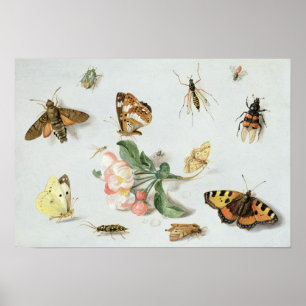Affiche Papillons, mites et d'autres insectes