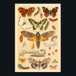 Affiche Papillons Moths Caterpillar Collection Art Imprime<br><div class="desc">Collection vintage de papillons,  papillons et chenilles</div>