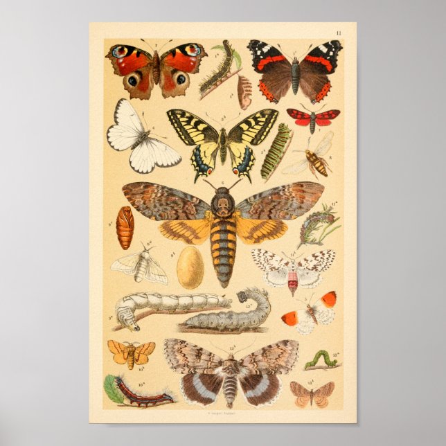 Affiche Papillons Moths Caterpillar Collection Art Imprime (Devant)