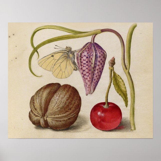 Affiche Papillons noix Fleur Cerisier Aquarelle Art (Devant)