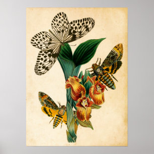 Affiche Papillons nymphe de Ceylan Tree et papillons de nu