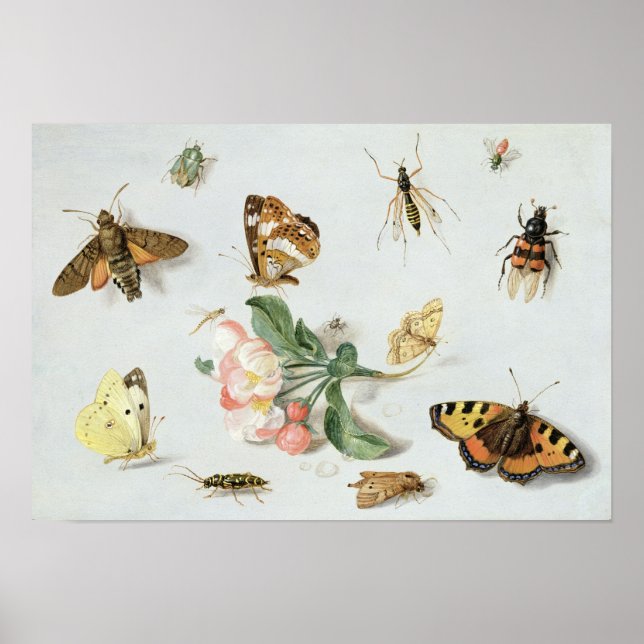 Affiche Papillons, papillons de nuit et autres insectes (Devant)
