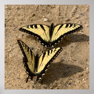 Affiche Papillons sur la plage