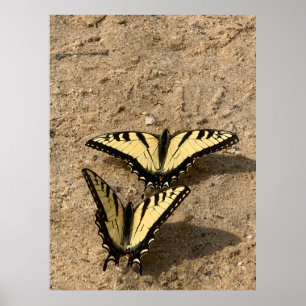 Affiche Papillons sur la Plage